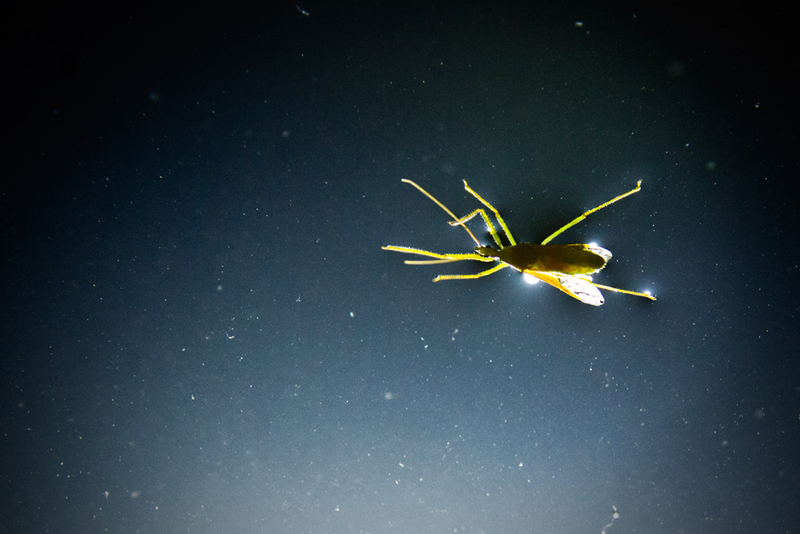 Illustration for article titled Shooting Challenge: Bugs 4